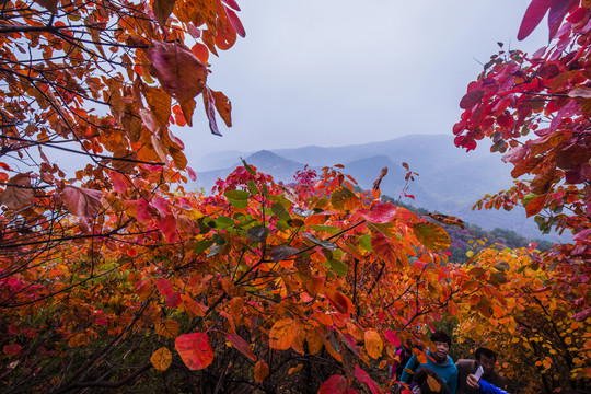 紅山翠谷