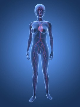 女性的血管系統(tǒng)