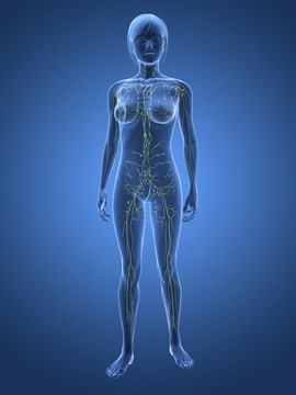 女性的淋巴系統(tǒng)