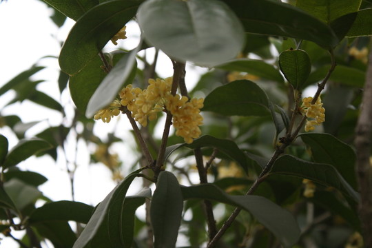 桂花