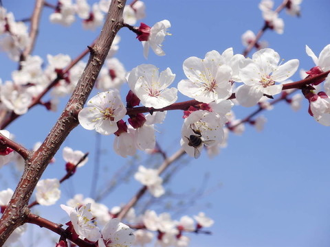 杏花上的蜜蜂。