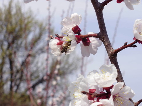 杏花上的蜜蜂。