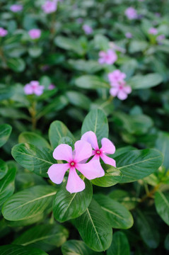 粉紅色長春花