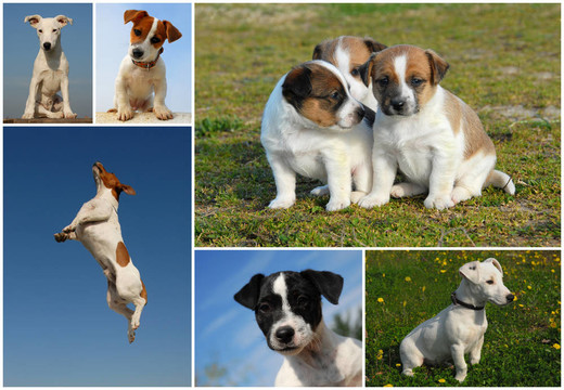 Jack Russel梗