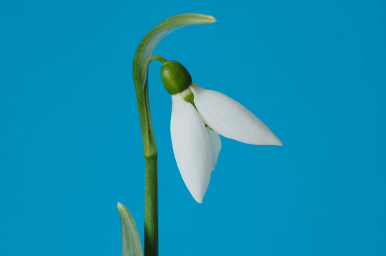 雪蓮花