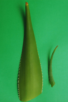 Aloe vera的葉子