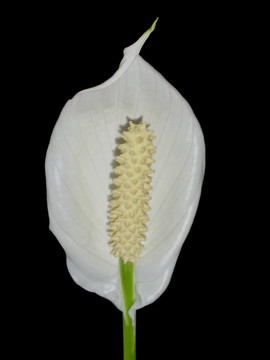 白鶴芋屬