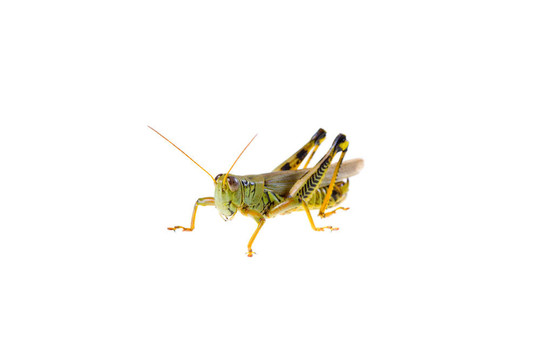 蚱蜢