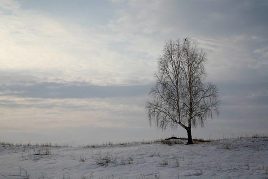 冬天的风景与孤独的桦树和鸟