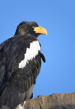 虎頭海雕（Haliaeetus pelagicus）的