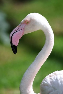 粉紅火烈鳥(niǎo)