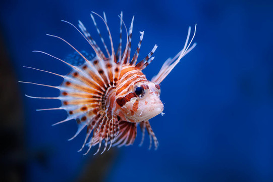 獅子魚
