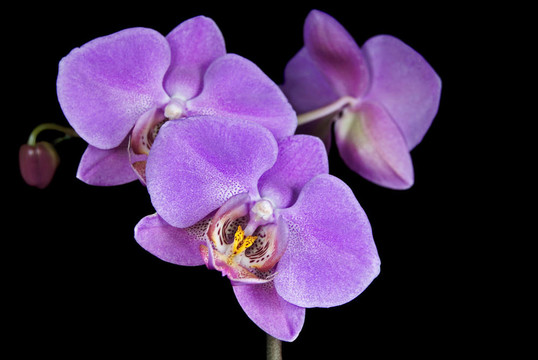 蘭花的美