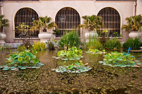 睡蓮植物池；巴波亞公園；圣地亞哥；CA