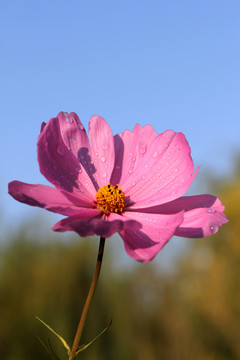 陽(yáng)光下的波斯菊 格?；? style=