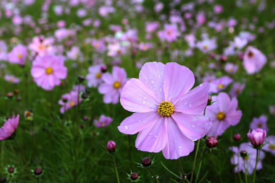 陽(yáng)光下的波斯菊 格?；? style=