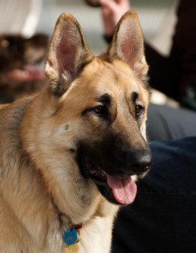 警惕的德國牧羊犬