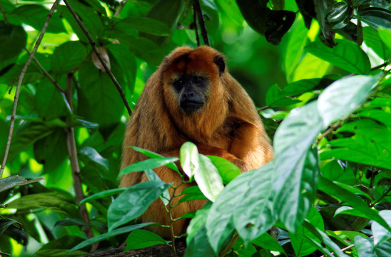 女Howler Monkey