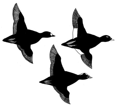 沖浪；白翅；Black Scoter