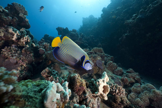 帝王神仙魚(yú)和海洋