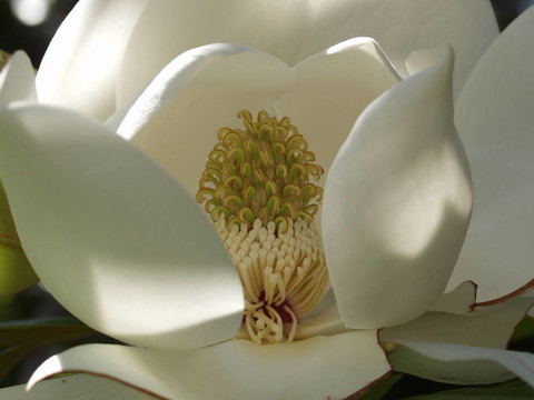 極端靠近木蘭花有雄蕊2