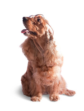 可卡犬在眼鏡