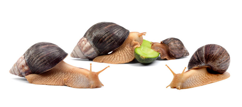 蝸牛