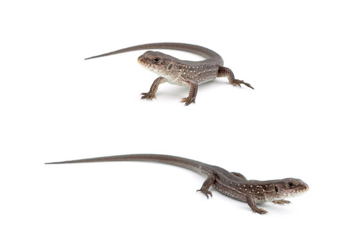 llizards
