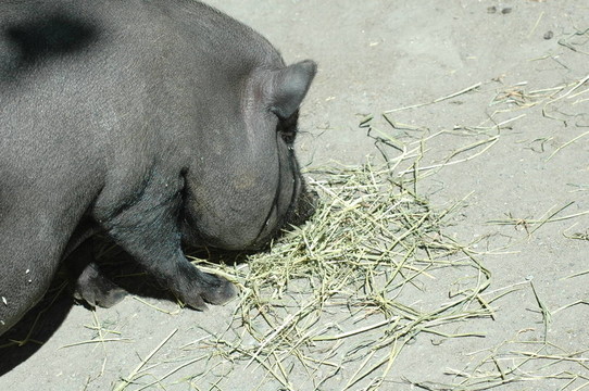 野豬