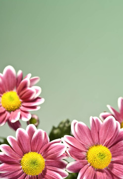 chrysantemum花朵在綠色明亮的背景