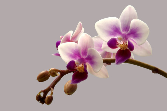 蘭花
