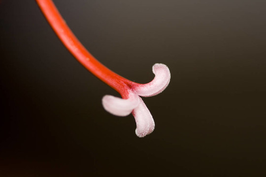 干孤挺花