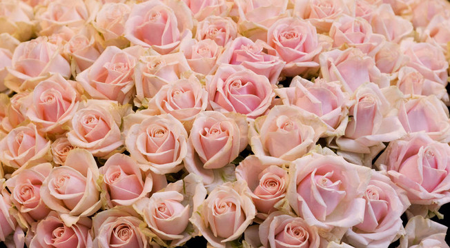 粉薔薇