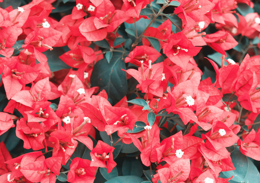 紅花背景