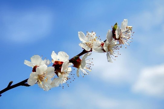 杏花在藍(lán)天上綻放
