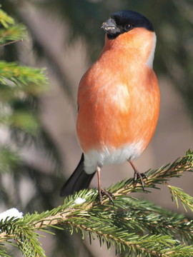 bullfinch 04