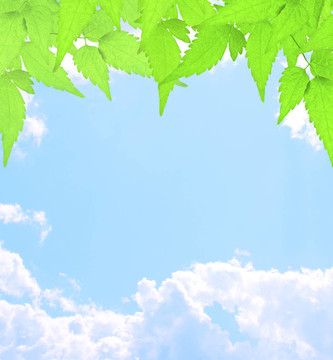 綠葉白云