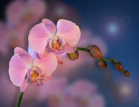 蘭花花的背景