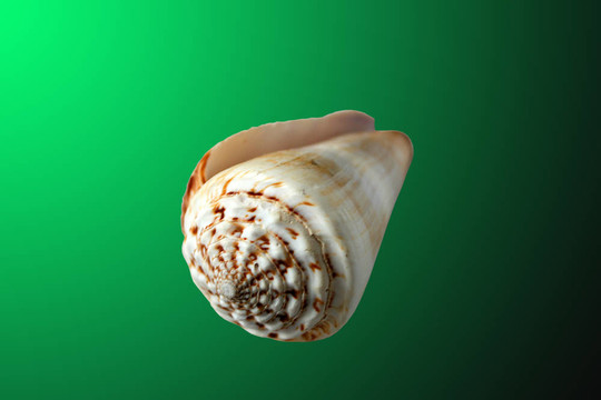 海洋動(dòng)物