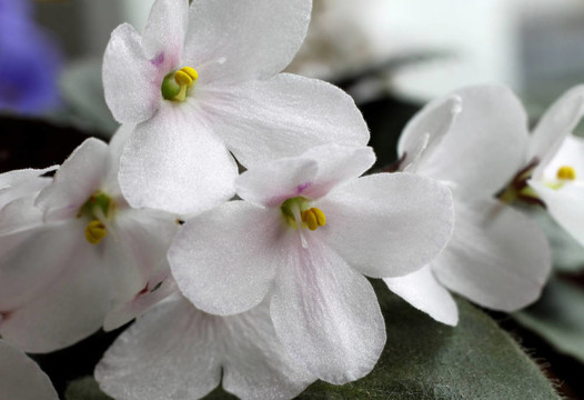 紫羅蘭花