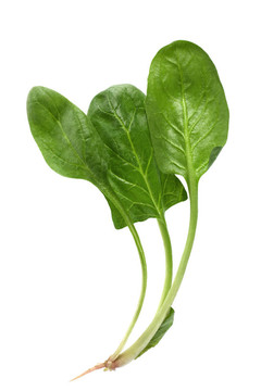 鮮菠菜
