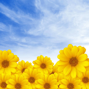 花朵在天空