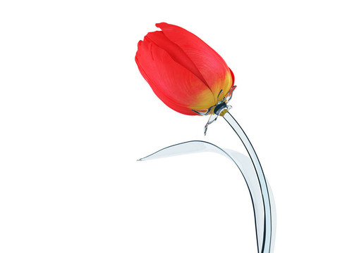 郁金香與玻璃發(fā)芽的概念