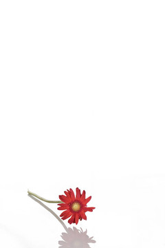 單一的紅色非洲菊雛菊白色隔離