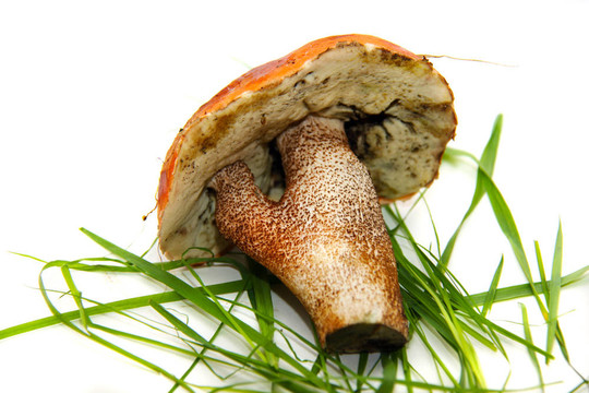 牛肝菌（Boletus edulis）又名牛肝菌或一包白色隔離