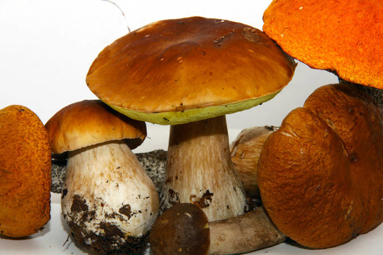 牛肝菌（Boletus edulis）又名牛肝菌或一包白色隔離