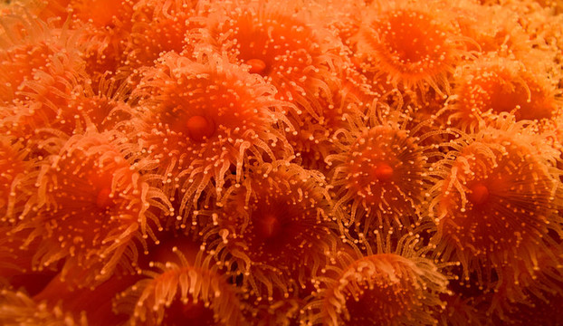 海Anenome