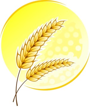 小麥