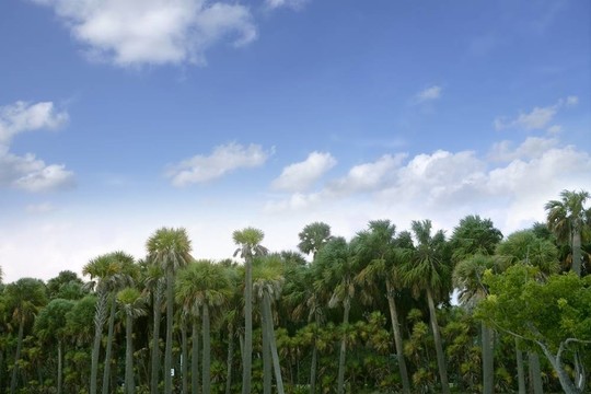棕櫚樹森林在佛羅里達(dá)州藍(lán)色夏季熱帶天空