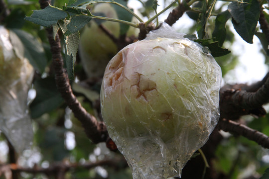 雹災(zāi)